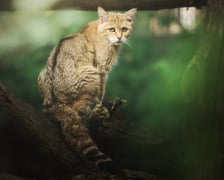 Żbik z wrocławskiego zoo. Warto zwrócić uwagę na puszysty, tępo zakończony ogon, zupełnie inny niż u domowego kota