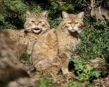 Żbik z wrocławskiego zoo