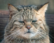 Żbik z wrocławskiego zoo