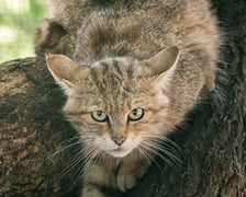 Żbik z wrocławskiego zoo