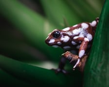 Jedna z kolorowych żab, które można obejrzeć w Terrarium we wrocławskim ogrodzie zoologicznym