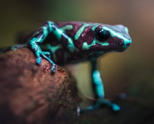 Jedna z kolorowych żab, które można obejrzeć w Terrarium we wrocławskim ogrodzie zoologicznym