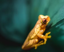 Jedna z kolorowych żab, które można obejrzeć w Terrarium we wrocławskim ogrodzie zoologicznym