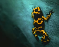 Jedna z kolorowych żab, które można obejrzeć w Terrarium we wrocławskim ogrodzie zoologicznym