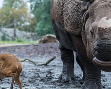 <p>Słynny na caly świat wrocławski duet: Marusia i mundżak Tata</p>