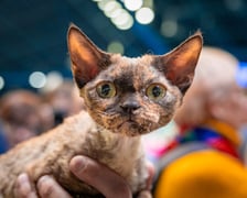 Cat Show Wrocław w Hali Orbita we Wrocławiu, 7 marca 2026