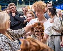 Cat Show Wrocław w Hali Orbita we Wrocławiu, 7 marca 2026
