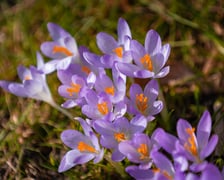 Ogród Botaniczny we Wrocławiu, 8 marca 2026