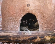 Pingwiny przylądkowe z wrocławskiego zoo