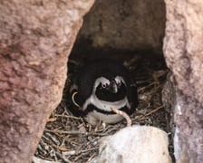 Pingwiny przylądkowe z wrocławskiego zoo