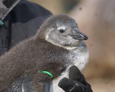 Pingwiny przylądkowe z wrocławskiego zoo