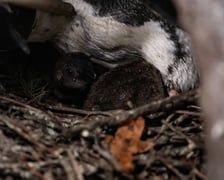 Pingwiny przylądkowe z wrocławskiego zoo