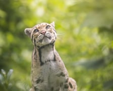 Pia - pantera mglista z wrocławskiego zoo