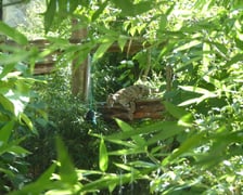 Pia - pantera mglista z wrocławskiego zoo