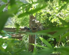 Pia - pantera mglista z wrocławskiego zoo