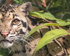 Pia - pantera mglista z wrocławskiego zoo