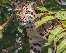 Pia - pantera mglista z wrocławskiego zoo