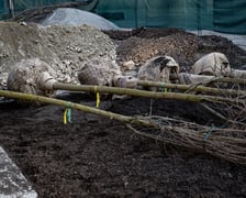 Kolejna partia drzew dotarła na Rynek, 19.03.2026 r