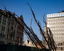 Kolejna partia drzew dotarła na Rynek, 19.03.2026 r