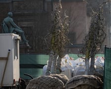 Kolejna partia drzew dotarła na Rynek, 19.03.2026 r