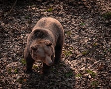 Nowa kładka nad wybiegiem niedźwiedzi we Wrocławskim zoo
