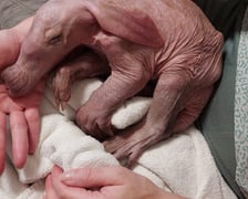 Mrównik z wrocławskiego zoo