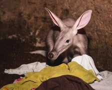 Mrównik z wrocławskiego zoo