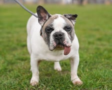<p>Bibuła to 12-letni piesek w typie buldożka francuskiego. Został znaleziony, gdy bez opieki podążał wałem nad Odrą.&nbsp;</p>
<p>Niestety Bibuła zmaga się z wieloma chorobami typowymi dla ps&oacute;w w typie buldoga francuskiego, Psiak bardzo potrzebuje troski, delikatności i poczucia bezpieczeństwa. Jest dobrym, przyjaznym psem, jednak dopiero w&oacute;wczas, kiedy bliżej kogoś pozna. Wobec obcych mocno nieufny.</p>