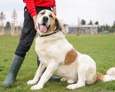 <p>6-letni Ben to przepiękny pies w typie owczarka środkowoazjatyckiego. Jest bardzo miły, wylewny i uwielbia kontakt z ludźmi. Waży 60 kg, a więc jest bardzo duży. Najlepiej się odnajdzie w domu z możliwością wyjścia na ogr&oacute;d. Lubi przestrzeń, spacery i mn&oacute;stwo głaskania.</p>