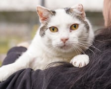 <p>11-letni spokojny kocurek, kt&oacute;ry trafił pod nasza opiekę po śmieci właściciela. Przyjazny, ale raczej samotnik szuka odpowiedzialnego domu.</p>