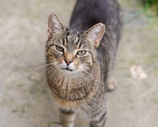 <p>6-letni znaleziony kocurek, jest niezwykle przyjazny wobec ludzi i szybko nawiązuje kontakt. To prawdziwy miziak, kt&oacute;ry uwielbia spędzać czas w towarzystwie człowieka.</p>
