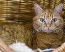 <p>8-letnia kotka lubi towarzystwo człowieka, ale na własnych zasadach, powinna być kocią jedynaczką, trafić do bardzo spokojnego domu bez innych zwierząt, ale r&oacute;wnież bez dzieci.&nbsp;</p>