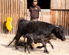 <p>Byczek Pedro z mamą</p>