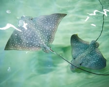 <p>Orlenie cętkowane</p>