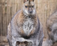 <p>Walabia Benetta z mlodym w torbie</p>