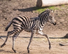 <p>Zebra Brukselka</p>