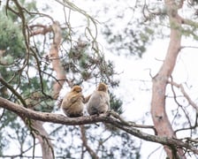 Makaki berberyjskie (magoty) we wrocławskim zoo