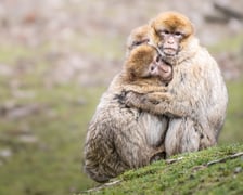 Makaki berberyjskie (magoty) we wrocławskim zoo