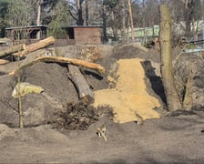 Makaki berberyjskie (magoty) we wrocławskim zoo