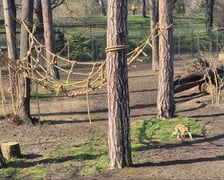 Makaki berberyjskie (magoty) we wrocławskim zoo