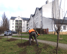 Wiosenne nasadzenia drzew i krzewów