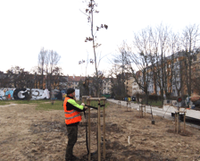 Wiosenne nasadzenia drzew i krzewów
