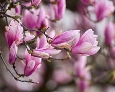 Zjawiskowa magnolia rosnąca przy zabytkowej kamienicy przy Podwalu.