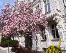 Zjawiskowa magnolia rosnąca przy zabytkowej kamienicy przy Podwalu.