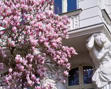 Zjawiskowa magnolia rosnąca przy zabytkowej kamienicy przy Podwalu.