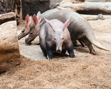 Mrówniki z wrocławskiego zoo