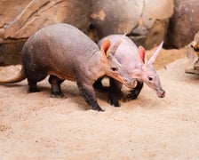 Mrówniki z wrocławskiego zoo