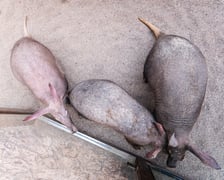 Mrówniki z wrocławskiego zoo