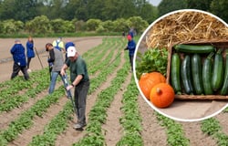 Farma Miejska z eko warzywami. Na zdjęciu pole z warzywami i pracownicy, w kółku z prawej warzywa