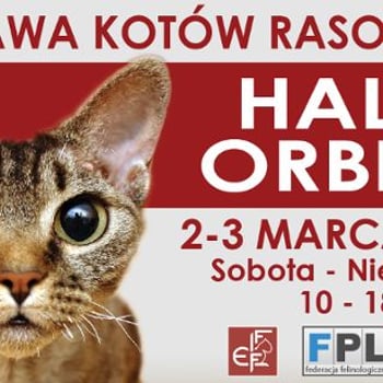 Wystawa Kotów Rasowych Hala Orbita